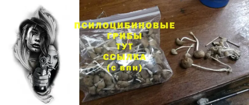 дарнет шоп  Магадан  Псилоцибиновые грибы Psilocybe 